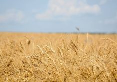A ripe wheat crop on a sunny late-summer day.