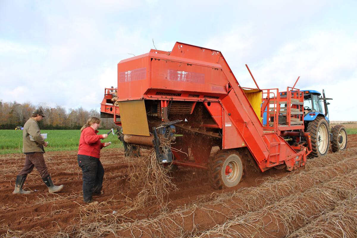 A potato vine crusher was put to the test for weed control during harvest, and showed promising results.