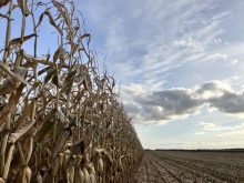Looking up at a ready-to-be-harvested silage corn crop in October, 2025.