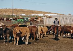 A feedlot horse must be confident while working in confined spaces and conditions.  |  File photo