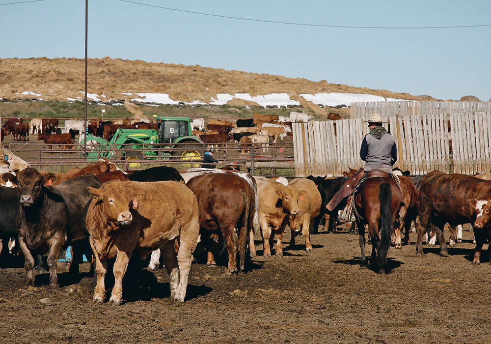 A feedlot horse must be confident while working in confined spaces and conditions.  |  File photo