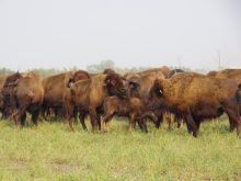 Bison graze pasture paddocks in a rotational grazing system at Borderland Agriculture near Pierson in far southwestern Manitoba during a 2017 field tour. Alexis Stockford pic