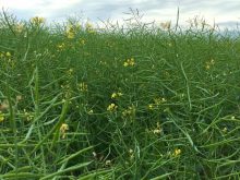 Canola, 2015. Dave Bedard pic