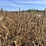 Last year, lower U.S. soy sales to China allowed Brazil, the world’s largest soybean producer and exporter, to ship 85.4 million metric tons to China, an 18 per cent increase from 2024, according to Brazilian government data. Photo: Greg Berg
