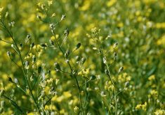 camelina