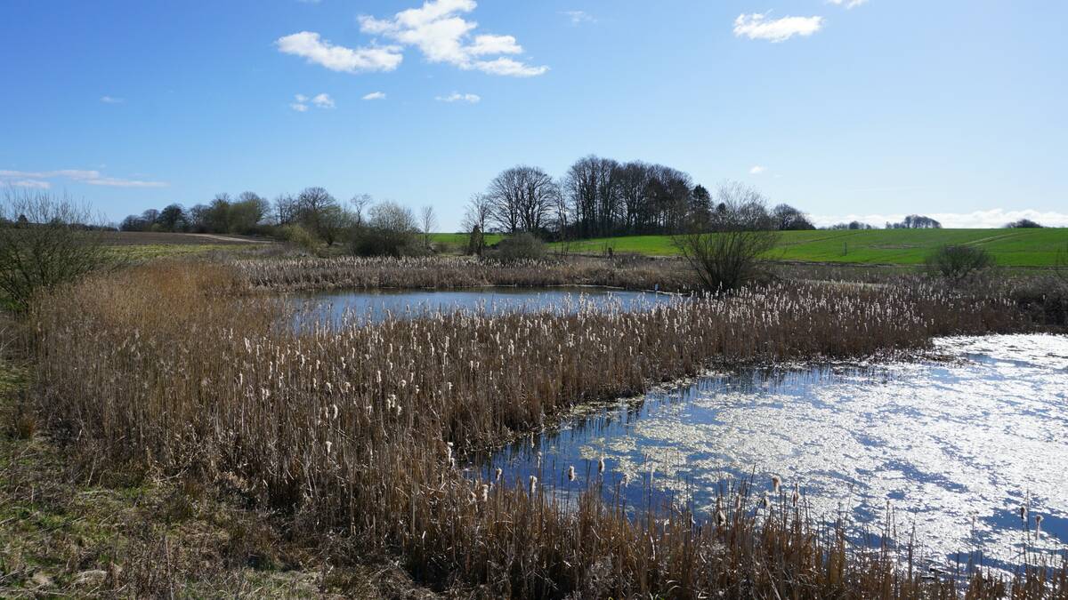 Natural water management infrastructure, Jutland, Denmark. Photo: Matt McIntosh