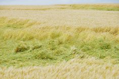 Lodged wheat in south-central Manitoba. PHOTO: ALEXIS STOCKFORD
