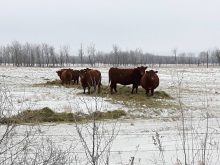cows winter feeding