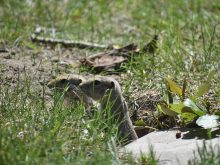 Two Richardson's ground squirrels peer cautiously from their hole next to a rock near Picture Butte, Alberta.