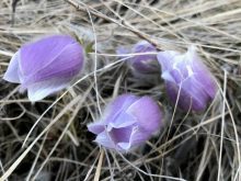 Three purple crocus flowers poke through some grass.