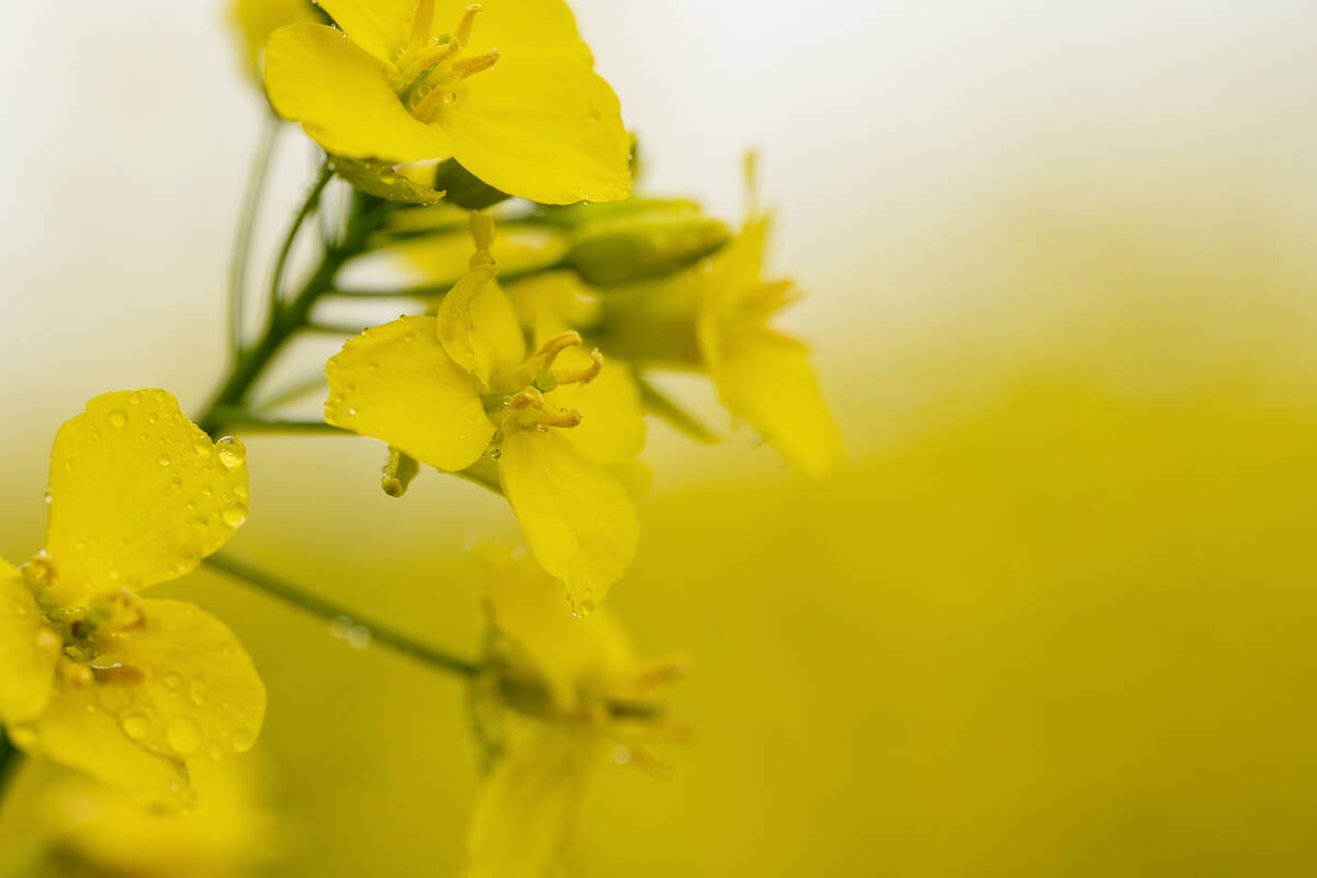 China&rsquo;s Ministry of Commerce said on Saturday that its probe determined that imported canola from Canada involved dumping and harmed China&rsquo;s domestic rapeseed industry, however it still proceeded to lower tariffs. Photo: Getty Images Plus
