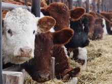 Feeder cattle eating hay in a feedlot.