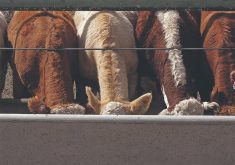 The heads of three cattle disappear into a concrete feed bunk as they eat in a feedlot.