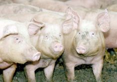 Three pigs in an indoor pen.