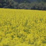Speculative net long position grows in canola