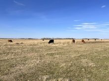 Cattle grazing in a pasture with calves nearby on a sunny summer day.