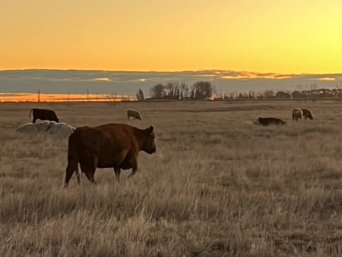 Cows on a pasture at sunset.