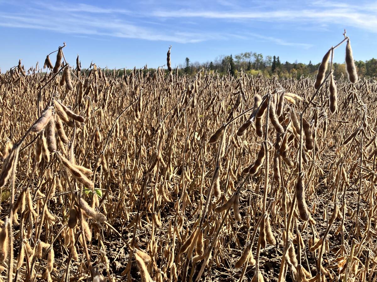 Soybeans near Greenwald, Manitoba, on Sept. 24, 2025.