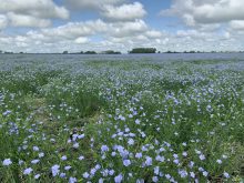 A flax field in full bloom southeast of Delisle, Saskatchewan.