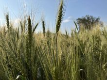 A low angle shot of a winter wheat crop on a sunny late summer day.