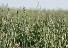 A green oats crop on a sunny day.
