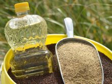 A clear plastic container of canola oil and a metal scoop with canola meal in it sit on top of the canola seed in a yellow plastic pail.