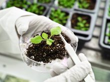A researcher wearing white latex gloves holds a petrie dish with a small plant growing in some soil in it in her left hand while she grasps one of the plant's leaves using a pair of tweezers with her right hand.