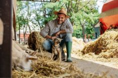 A farmer is squatting, smiling and scratching his dog's head as he watches some sheep eat hay beside them.