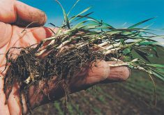 Close-up of a hand holding some young wheat plants pulled from the soil showing the plants' roots.