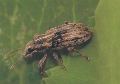 Close-up of a pea leaf weevil sitting on a leaf.