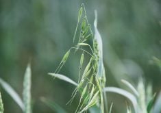 A close up of the seed pods on a wild oat plant.