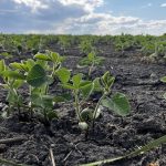 For 2026, farmers are unlikely to change their planting plans despite hikes in fertilizer prices. However, a provincial ag official said if changes were made, they would most likely be to soybeans or pulses. Photo: Greg Berg
