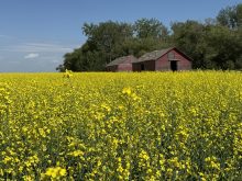 A canola field in full bloom with two old wooden sheds and some trees in the background.