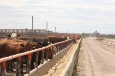 Feed grains weekly: Prices bump up