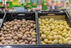 Black plastic totes, one filled with red potatoes and the other white potatoes, on display in a market.