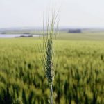 Egypt is one of the world’s largest wheat importers and the USDA attache in Cairo projected imports to be steady while production bumps up in 2026/27.  |  File photo
