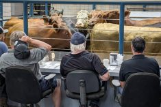 Cattle buyers look at steers in the ring at Grunthal Auction Mart. Photo: Geralyn Wichers