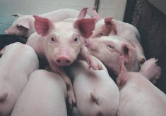 Piglets in an indoor pen.