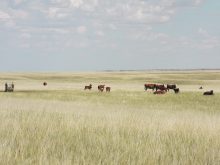 A number of cattle are near a water trough in a dry pasture on a summer day.