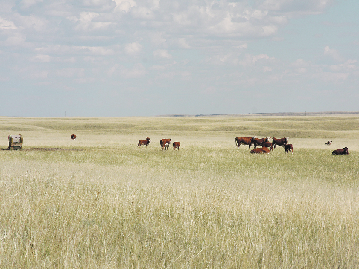 A number of cattle are near a water trough in a dry pasture on a summer day.