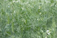 A close-up of a pea crop just starting to bloom.