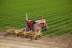 An older tractor pulling a small cultivator sits parked at the side of a lush green crop.