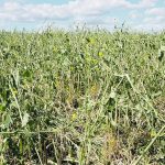 Hail damage is visible in a canola crop with a few yellow blooms.