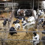 Live cattle gave up some of Tuesday’s gains before settling slightly higher, with a meatpacking plant on strike and dry weather and fires in Nebraska further tightening historically low cattle numbers. Photo: Geralyn Wichers

