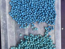 Pea seed treated with Evergol Rise on top, and Trilex Evergol on bottom. Photo courtesy of Derek Stykalo, Bayer Crop Science