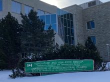 A photo of the sign in front of the Agriculture and Agri-Food Canada's "Saskatoon Research and Development Centre" on the campus of the University of Saskatchewan.