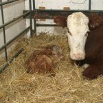 A newborn calf lays in straw next to its mother in an indoor pen.