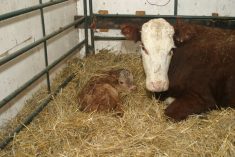 A newborn calf lays in straw next to its mother in an indoor pen.