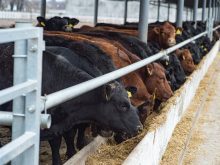 Black and brown cows eat from a concrete bunk under a shed roof in a feedlot.