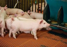 weanling pigs on an orange plastic mat at a feeding station in an indoor barn.